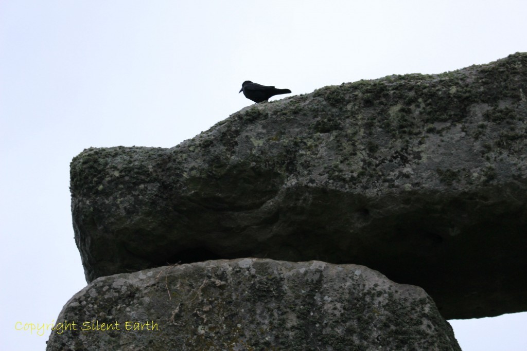 Birds of Stonehenge 