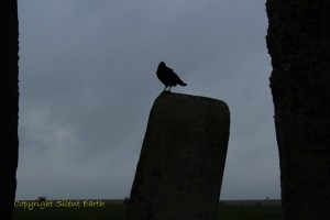 Birds of Stonehenge
