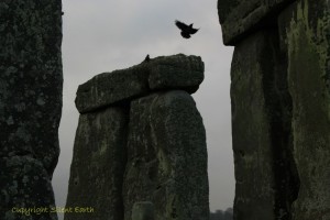 Rooks of Stonehenge