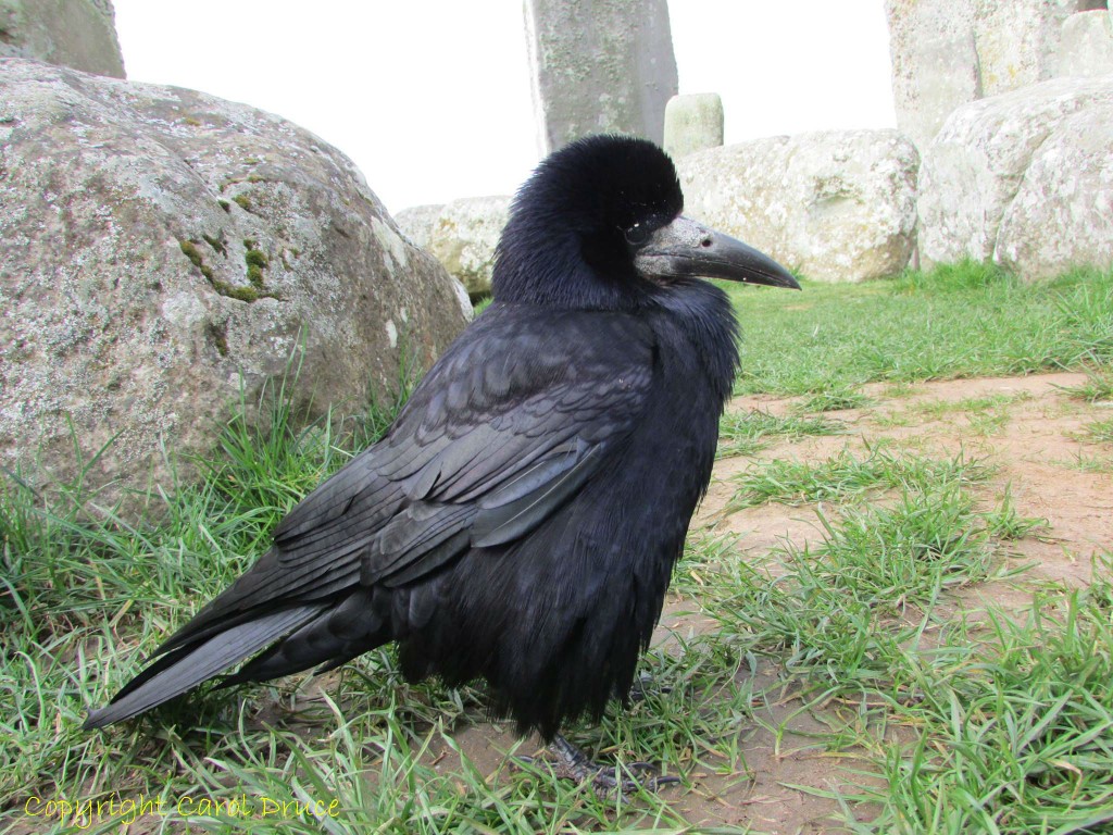 The Jackdaws, Rooks and Crows of Stonehenge - Silent Earth