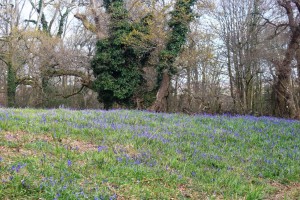A bluebell wood in Dorset