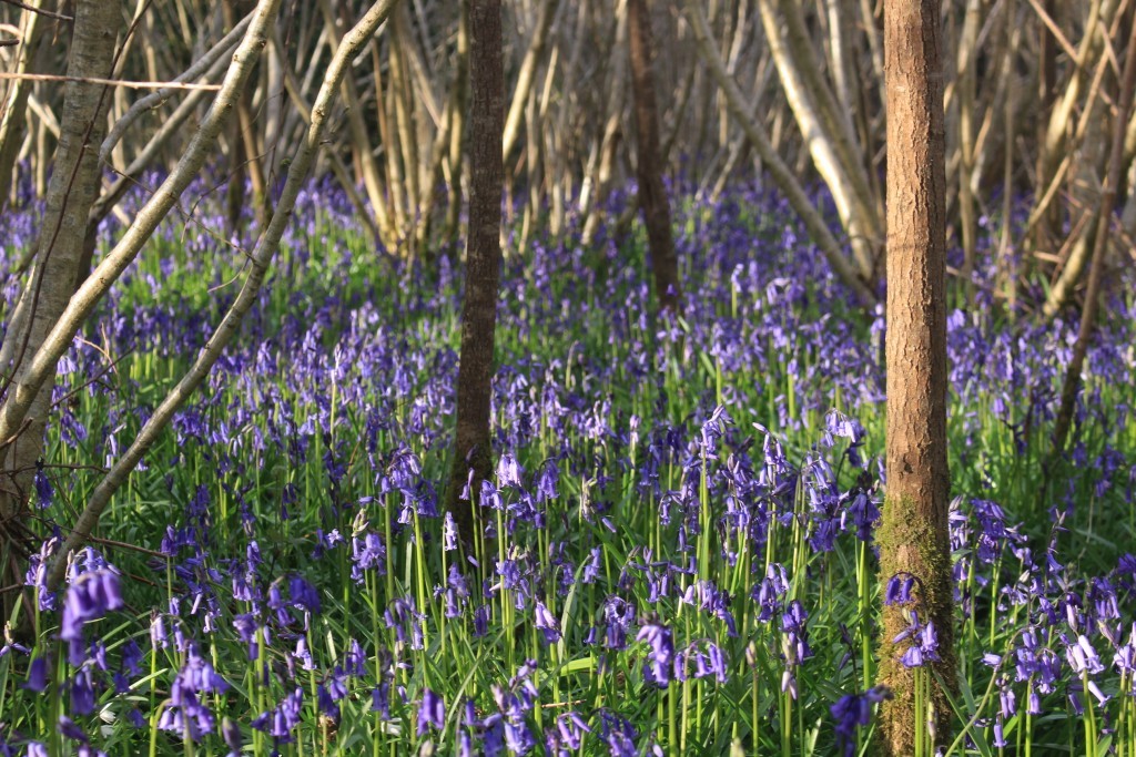 A bluebell wood in Dorset