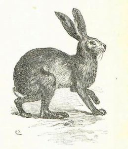 The Names of the Hare