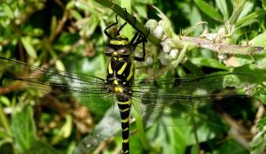 St Lukes Chapel Abbotsbury Dorset and a Golden Ringed Dragonfly